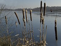 NL, Noord-Brabant, Asten, Groote Peel 6, Saxifraga-Jan van der Straaten